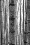 Taiwan, bamboo
